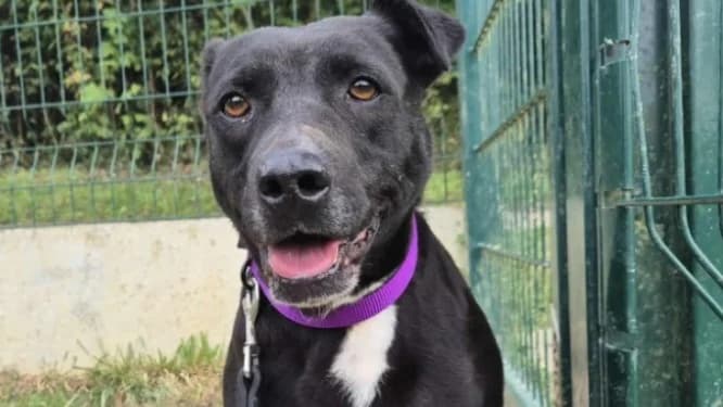 JENNY, female mixed breed for adoption at Gerhard Cramer), Arry