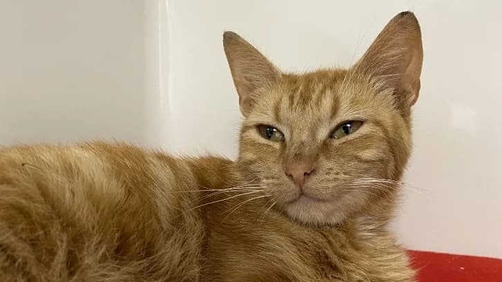 SYNAPSE, female mixed breed for adoption at Tourcoing