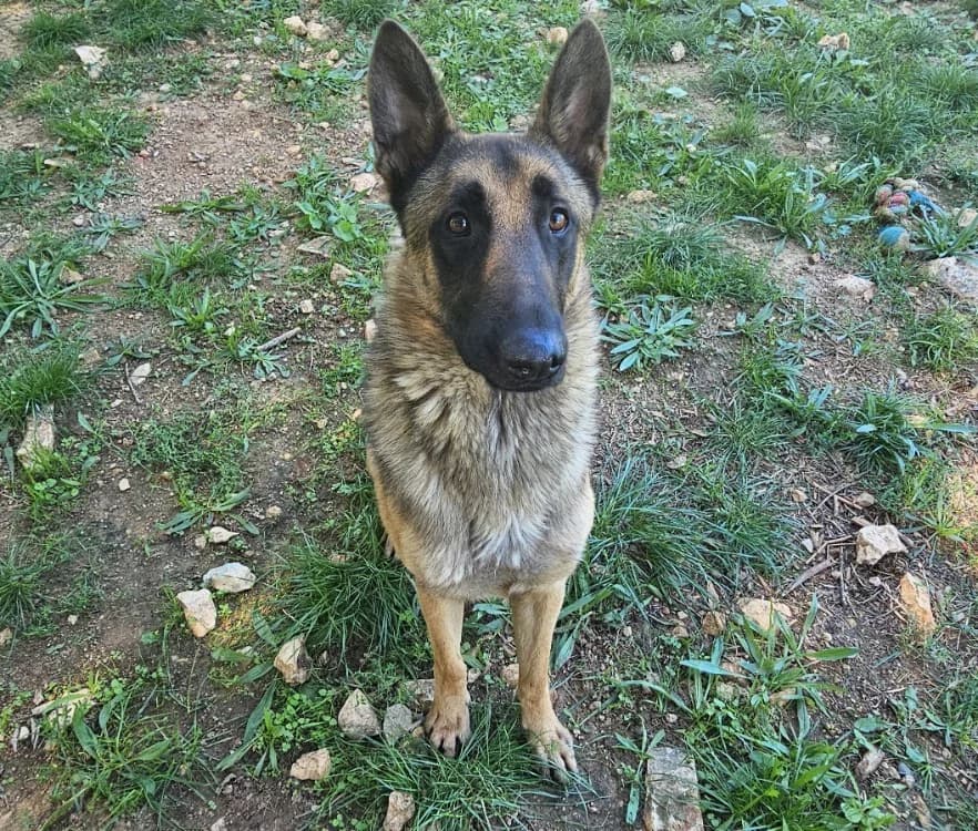 GINO, German Shepherd (Vallerargues))