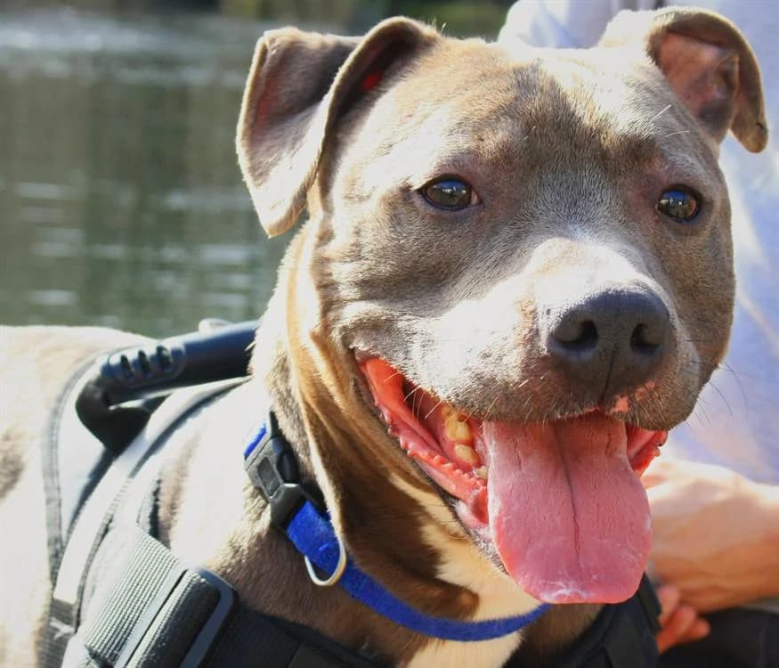 ANGELO dit, American Staffordshire Terrier (Gerhard Cramer))