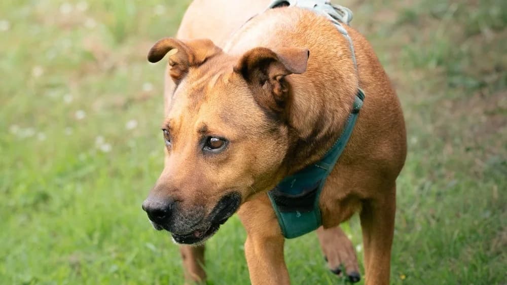 VICKY, unknown female mixed breed for adoption at SPA Rennes, Rennes