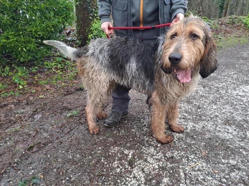 GAROU, male 3yo mixed breed for adoption at SPA Inzinzac-Lochrist, Inzinzac