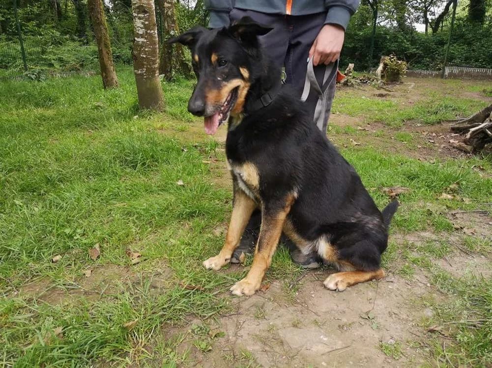 Outch, male mixed breed for adoption at SPA Inzinzac-Lochrist, Inzinzac