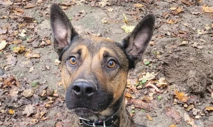 KAYAMB, male young German Shepherd for adoption at SPA Tours (Luynes), Tours