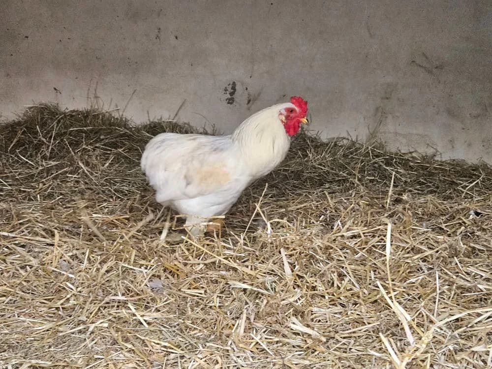 Pavarottie, male mixed breed for adoption at SPA Perpignan, Perpignan