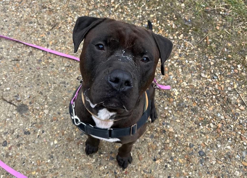 SPOOCKY, male 6yo mixed breed for adoption at SPA Plaisir, Plaisir