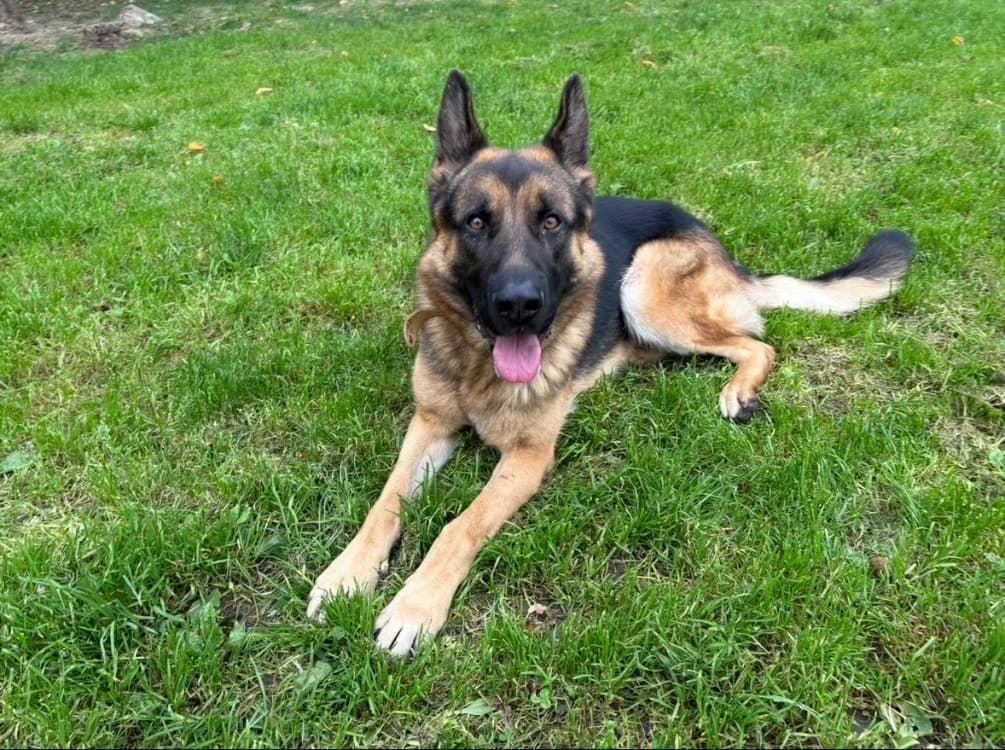 ERWAN, German Shepherd (SPA Plaisir)
