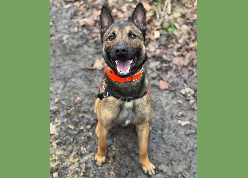 SKY, Belgian Malinois (SPA Hermeray)