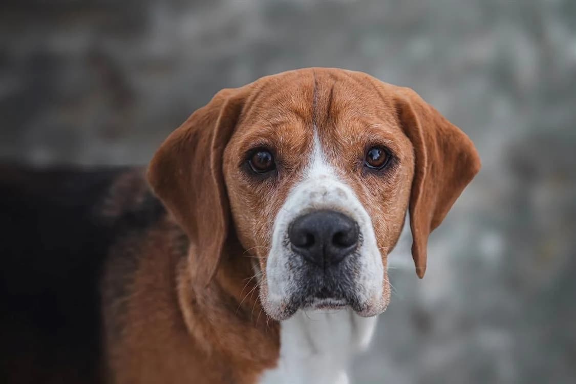 PACO, Beagle (SPA La Roche-sur-Yon)