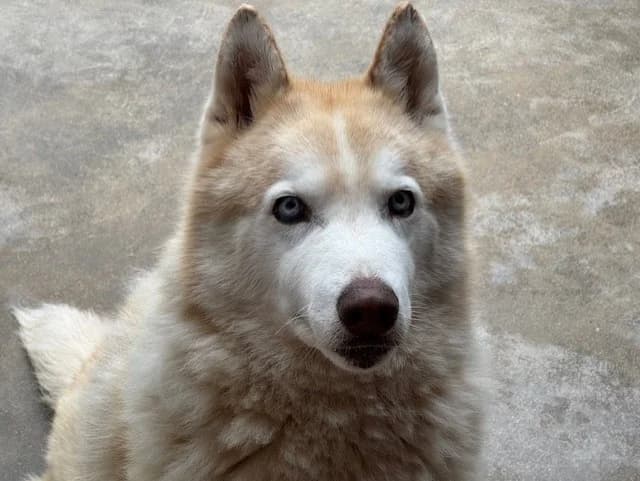 Harlem, male Husky for adoption at Bois Pinson