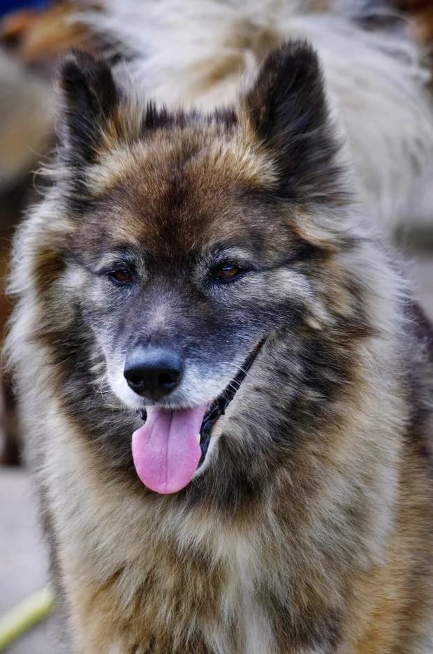 Django, Mixed Breed (Fondation Brigitte Bardot)