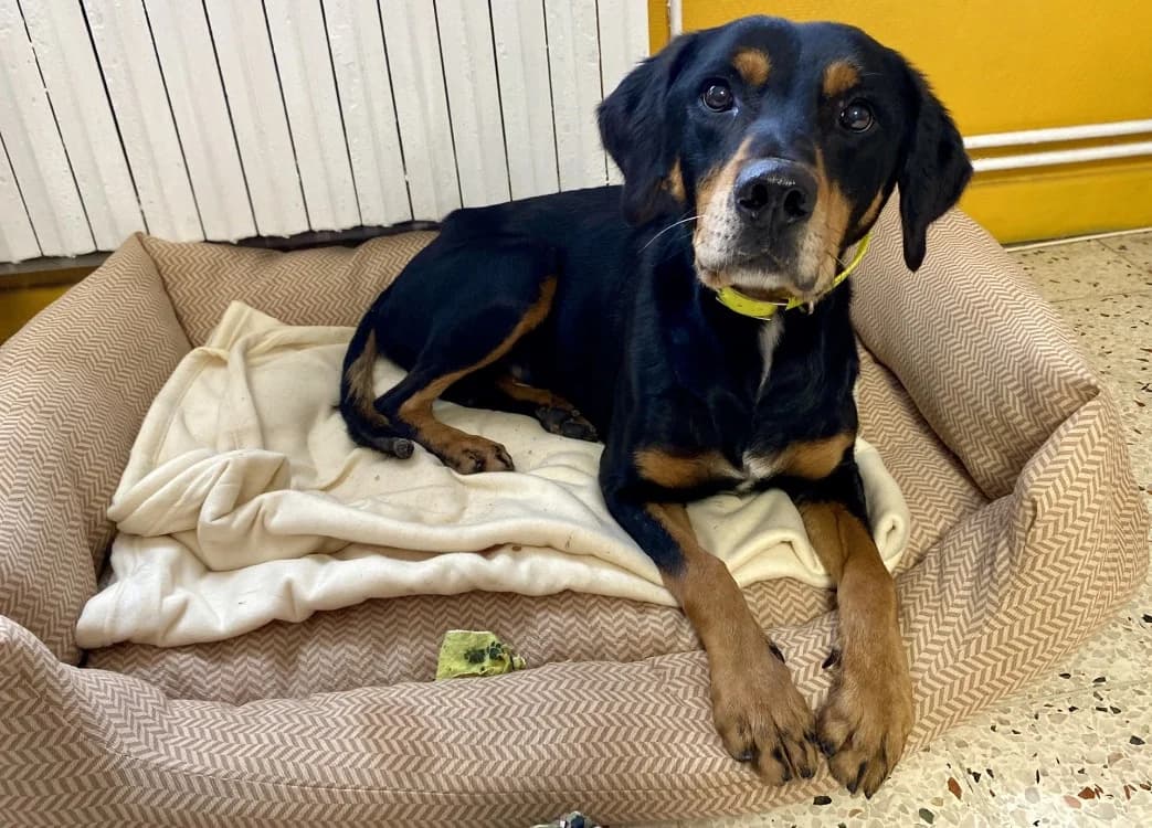 DJINKO, Mixed Breed (SPA Laon)