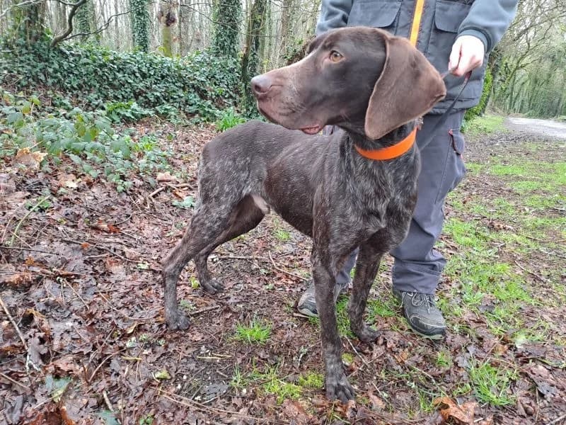 MARCEL, male 6yo mixed breed for adoption at SPA Inzinzac-Lochrist, Inzinzac