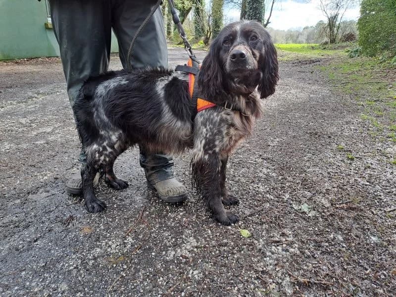 BABAR, male 4yo mixed breed for adoption at SPA Inzinzac-Lochrist, Inzinzac