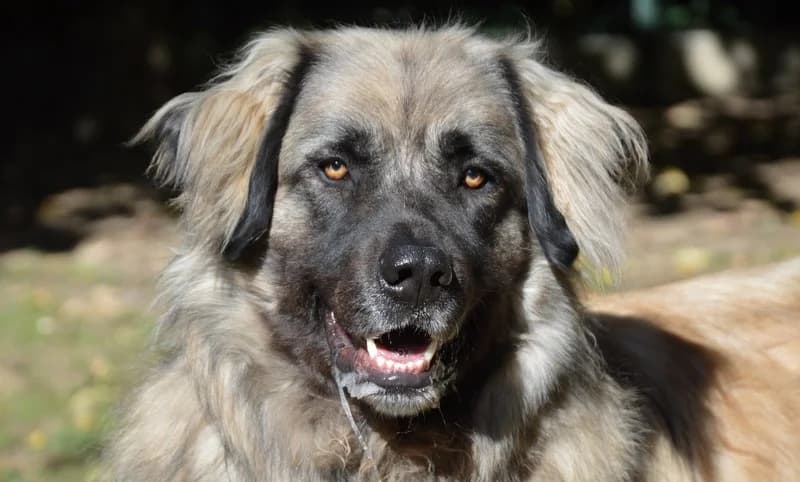 SIMBA CHAO, male 4yo mixed breed for adoption at SPA Chamarande, Chamarande