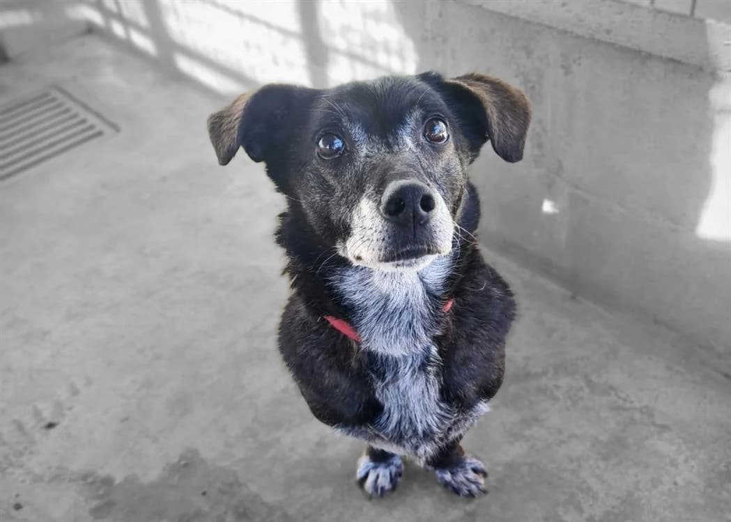 JOYAU, Mixed Breed (SPA Troyes)