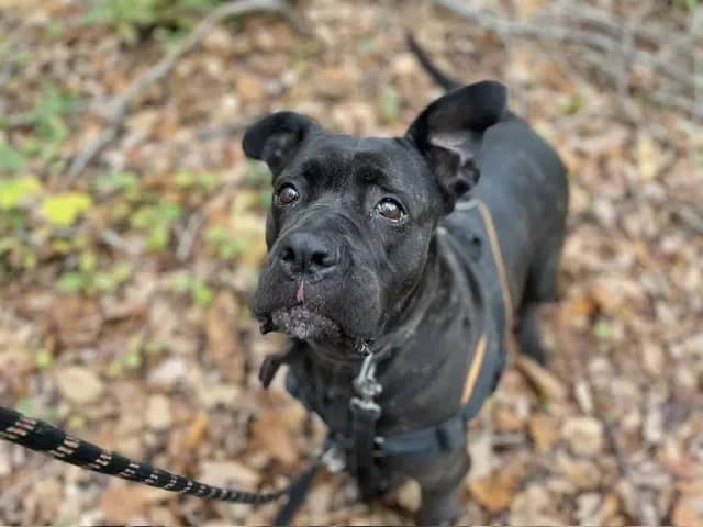 MYNDI PAA23049 photo 2