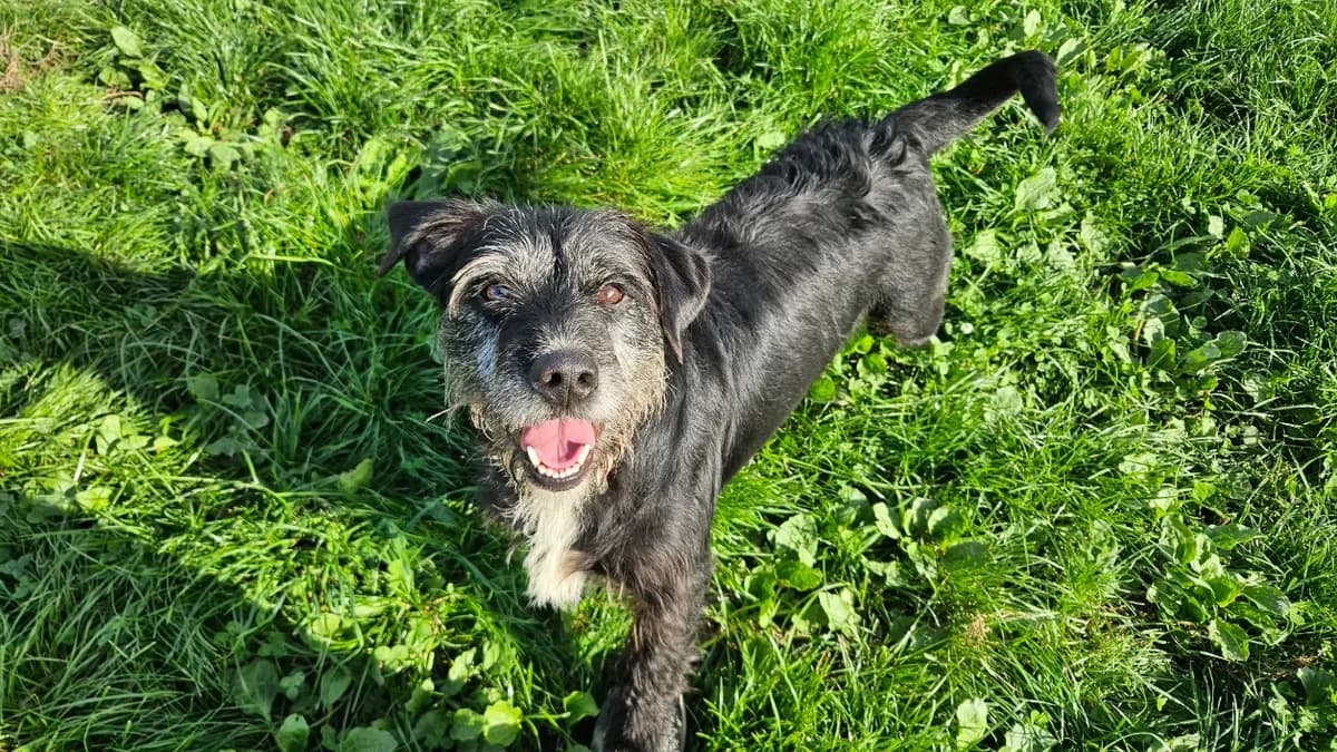 CACAHUETE, male 7yo mixed breed for adoption at SPA Thionville, Thionville