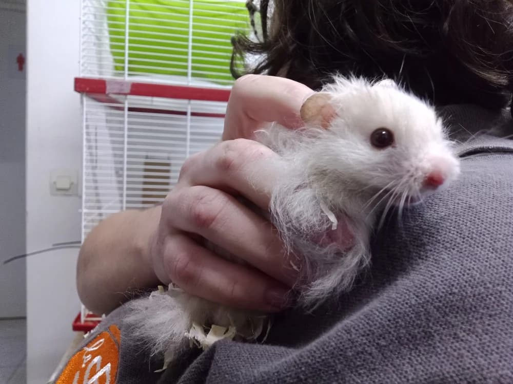 ZIGOU, male mixed breed for adoption at SPA Le Mans (Yvré-L'Évêque)