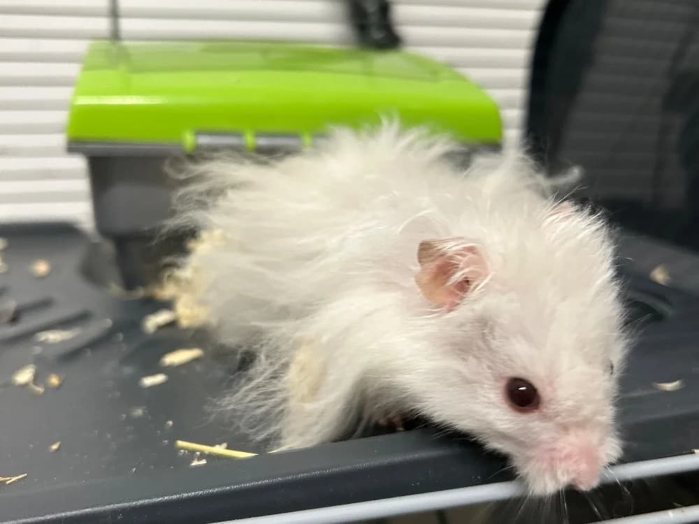 AZIMUT, male mixed breed for adoption at SPA Le Mans (Yvré-L'Évêque)