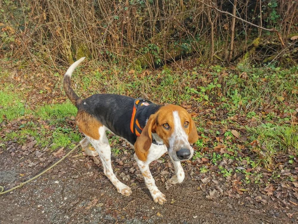 MICKY, male young mixed breed for adoption at Maison SPA), Maison
