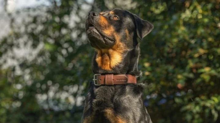 SALVADOR, black male Rottweiler for adoption at SPA Rennes, Rennes