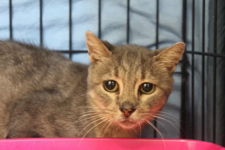jade, female mixed breed for adoption at Chameyrat), Tulle