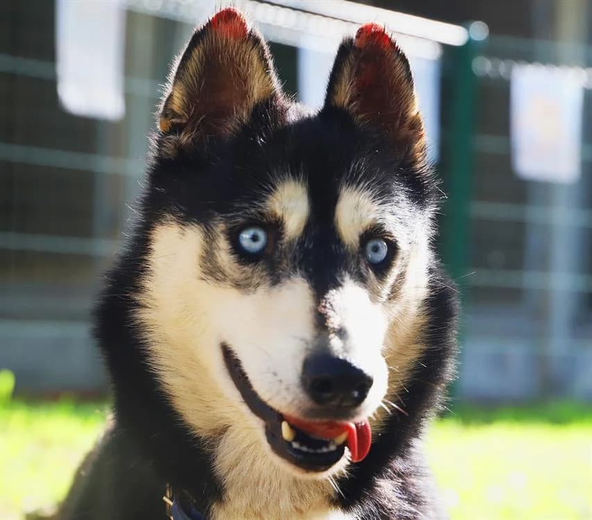BALTO, Husky (SPA Tours (Luynes))