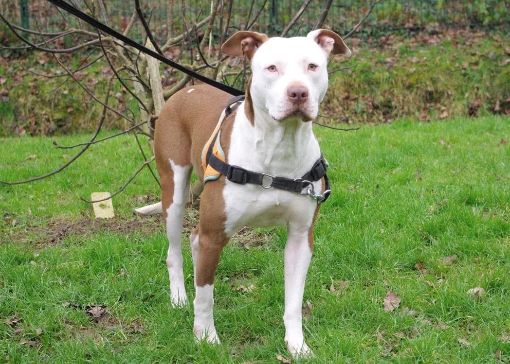 Cindy, female 4yo Mixed Breed for adoption at SPA Compiègne, Compiègne