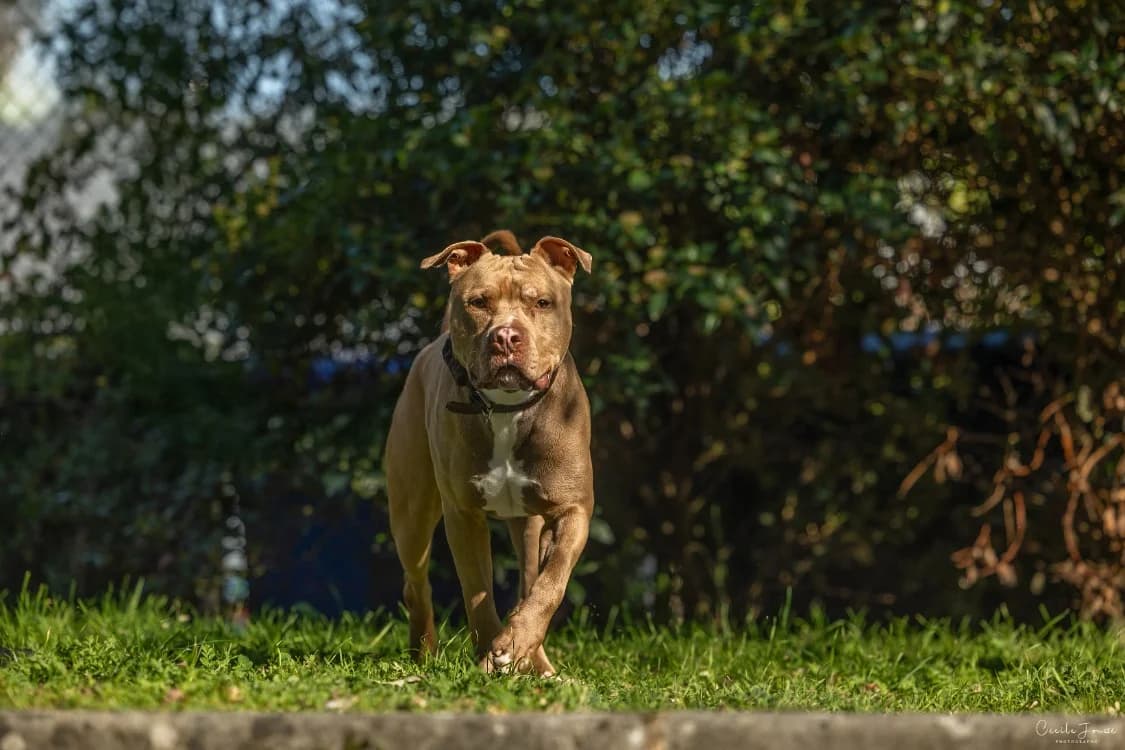 FRIVOLLE, male young mixed breed for adoption at SPA Rennes, Rennes