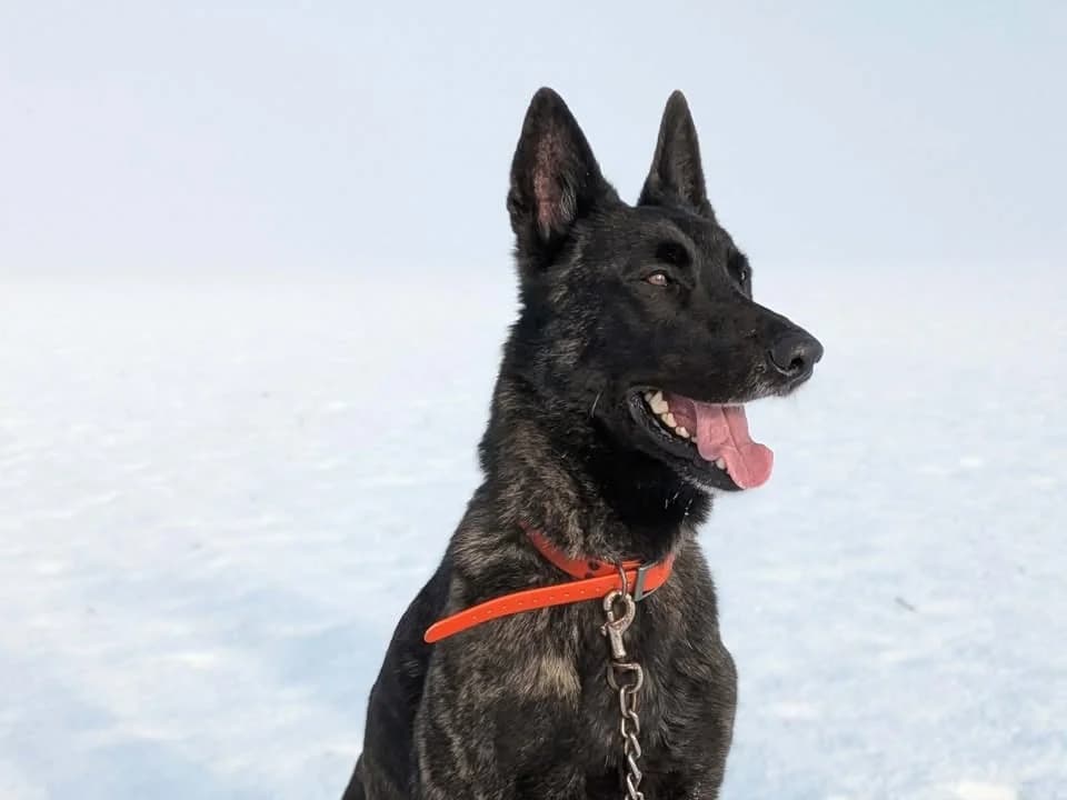 REIKO, male mixed breed for adoption at Amiens), Poulainville