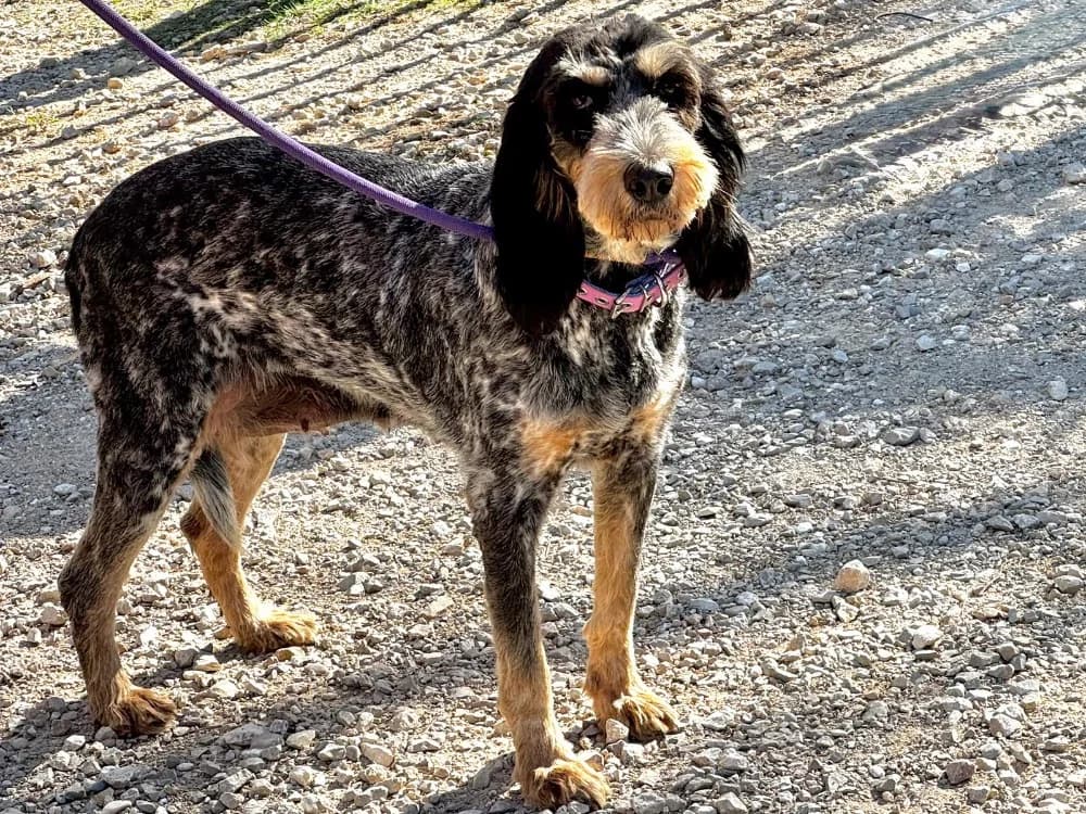 ELAIN, female mixed breed for adoption at SPA Aix-en-Provence, Aix