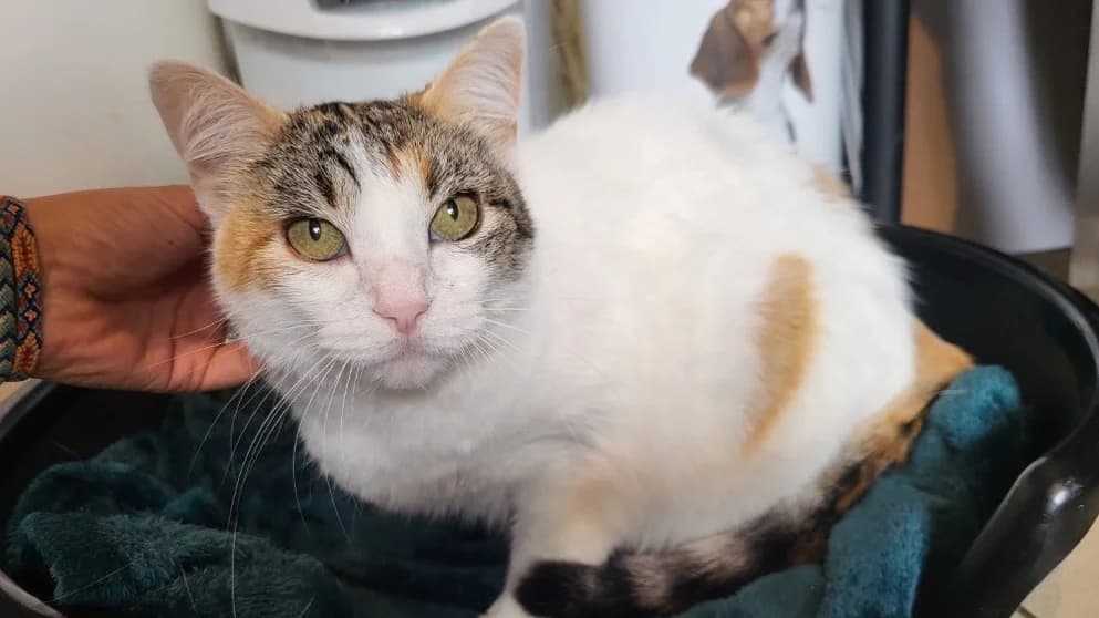 MINETTE, female senior Mixed Breed for adoption at SPA Château-d'Olonne