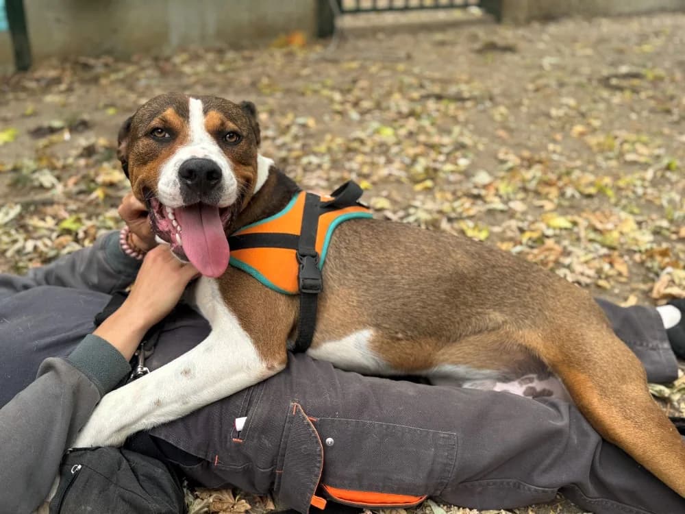 Eli, male 3yo mixed breed for adoption at SPA Orgeval, Orgeval