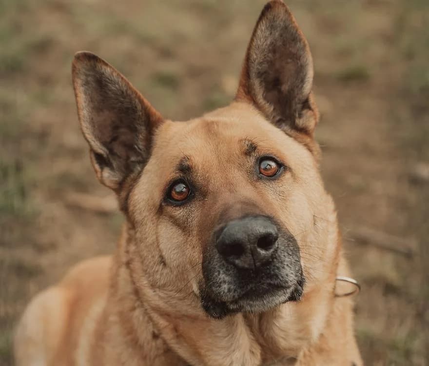 ARKO, male Belgian Malinois for adoption at SPA Tours (Luynes), Tours