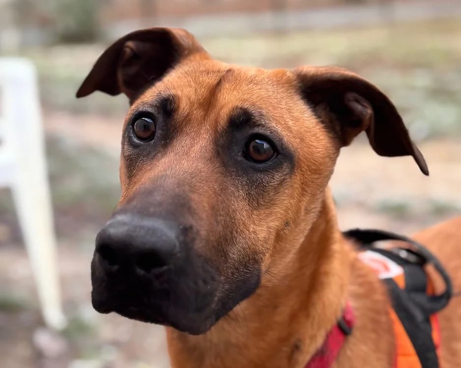 SIMBA, Belgian Malinois (SPA Tours (Luynes))