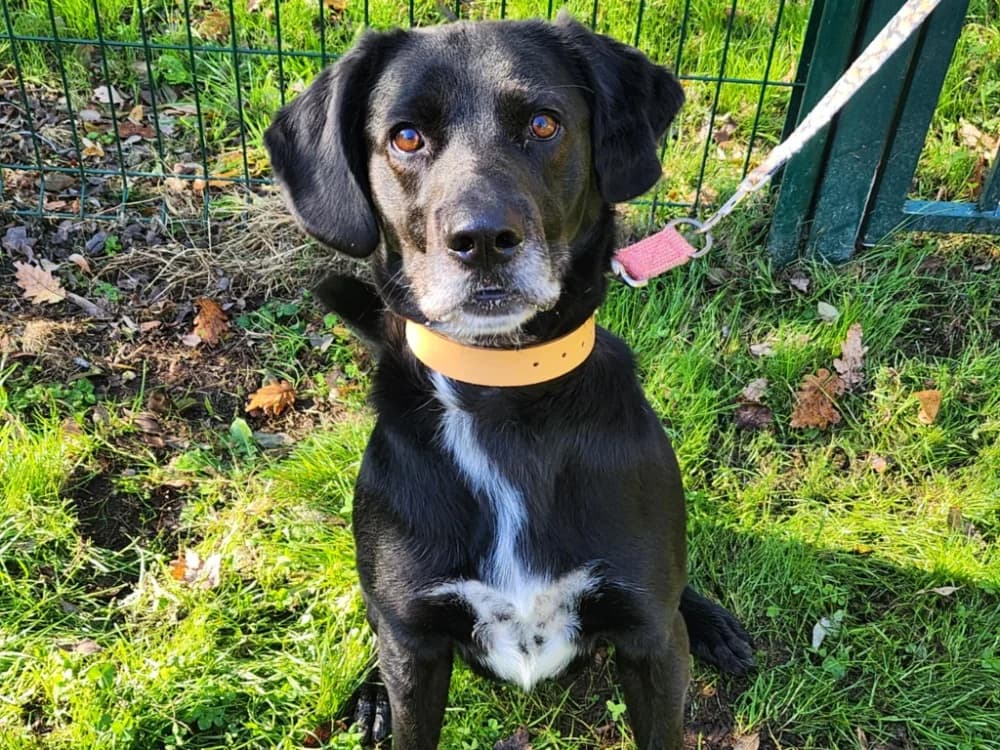 RIO (reservé), Labrador Retriever (SPA Chilleurs-aux-Bois)