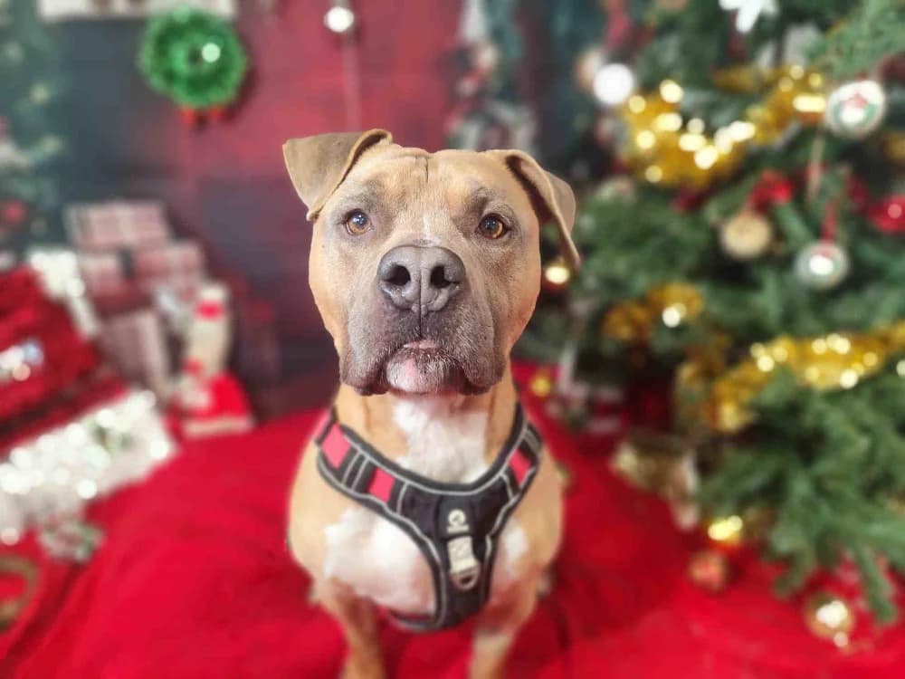 ORSO VAA, male American Staffordshire Terrier for adoption at SPA Vaux-le-Pénil, Vaux-le-Pénil