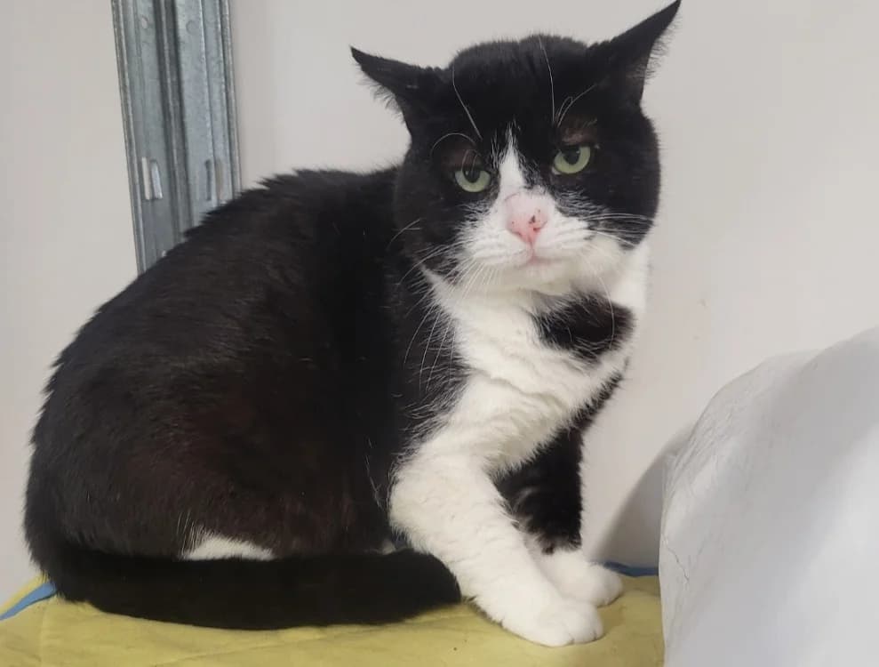 Achille, unknown male mixed breed for adoption at SPA Albi (Le Garric), Albi