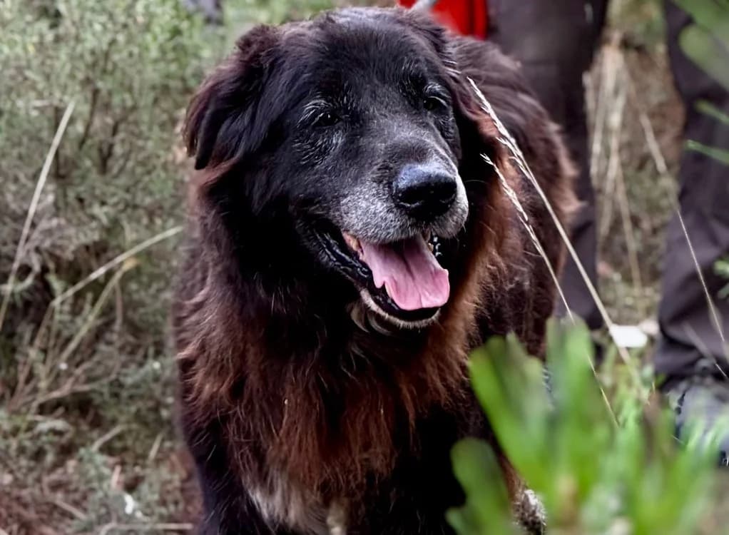 ACHILLE, male Mixed Breed for adoption at SPA Aix-en-Provence, Aix