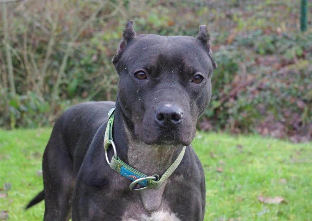 NINETTA, female Mixed Breed for adoption at Gerhard Cramer), Arry