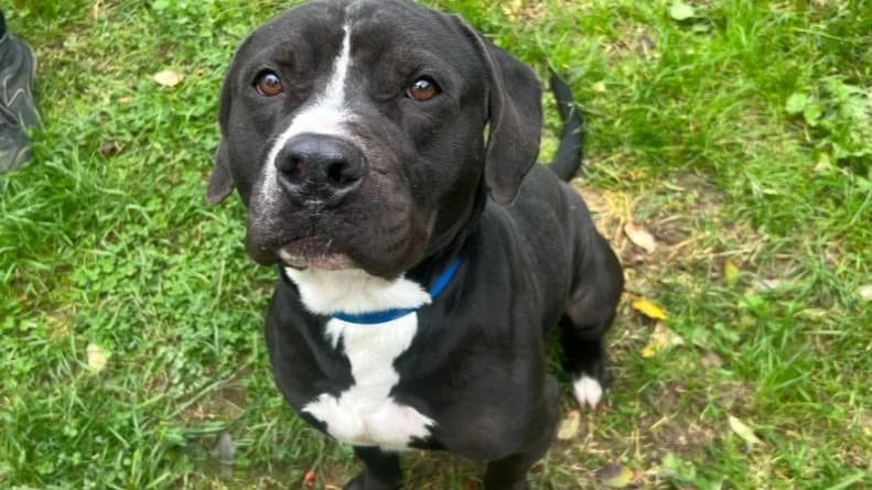 BENE, male mixed breed for adoption at Gerhard Cramer), Arry