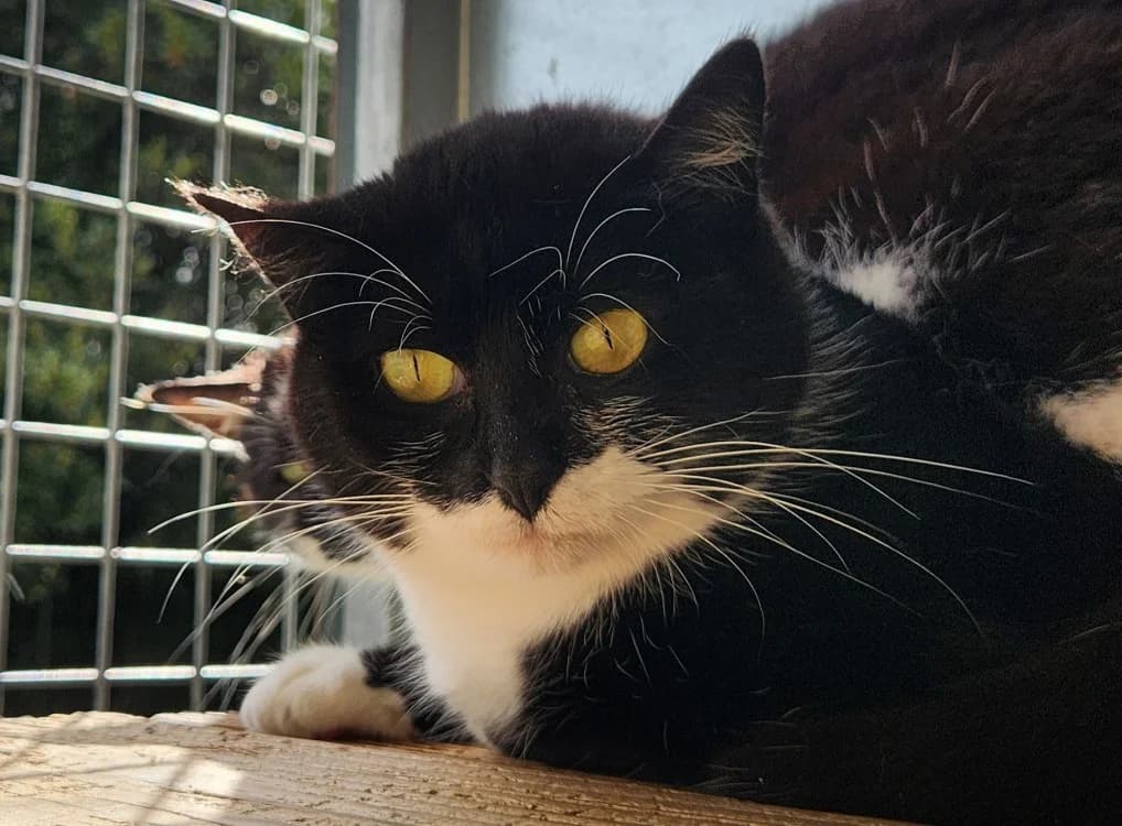 BAHAMAS QCT, unknown female mixed breed for adoption at SPA Quimper, Quimper