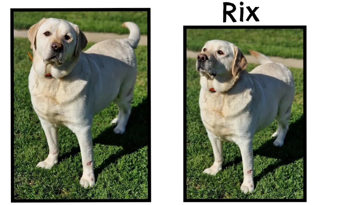 RIX, Labrador Retriever (SPA Cherbourg (Cotentin))