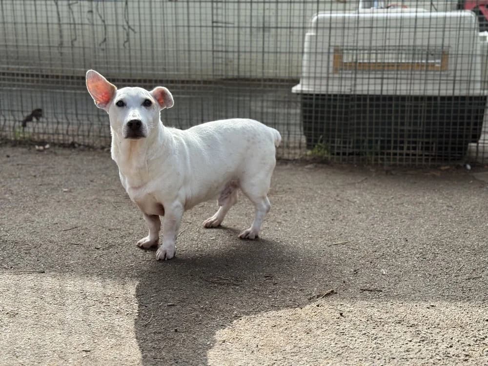 BOOKY VAA, white_cream male Jack Russell Terrier for adoption at SPA Vaux-le-Pénil, Vaux-le-Pénil