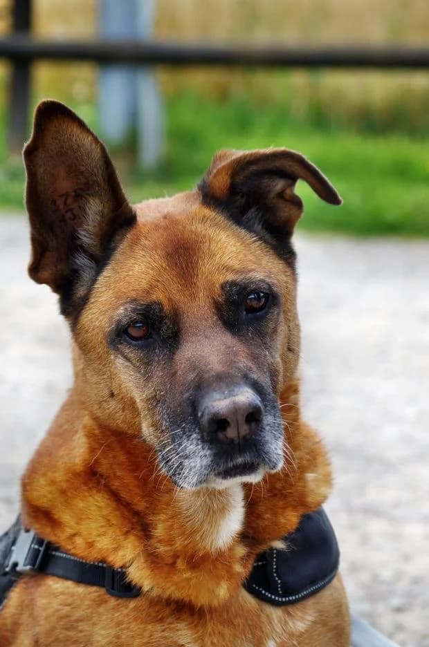 Princesse, Mixed Breed (Fondation Brigitte Bardot)