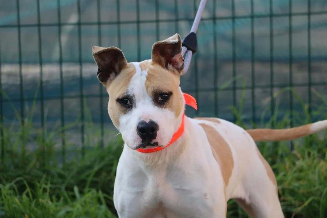 LANA, Mixed Breed (SPA Hermeray)