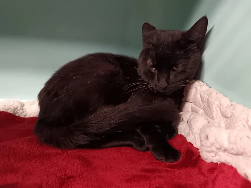 FILOU, male mixed breed for adoption at SPA Briançon, Briancon