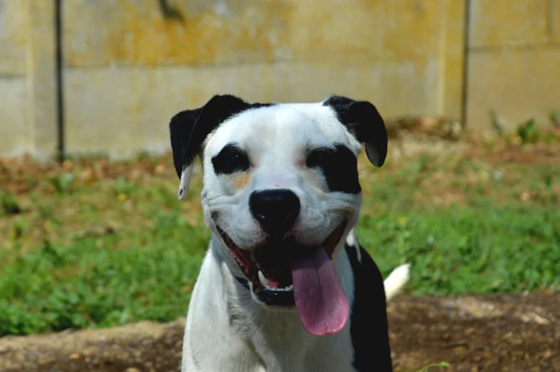KUNG FU CHAO, Mixed Breed (SPA Chamarande)