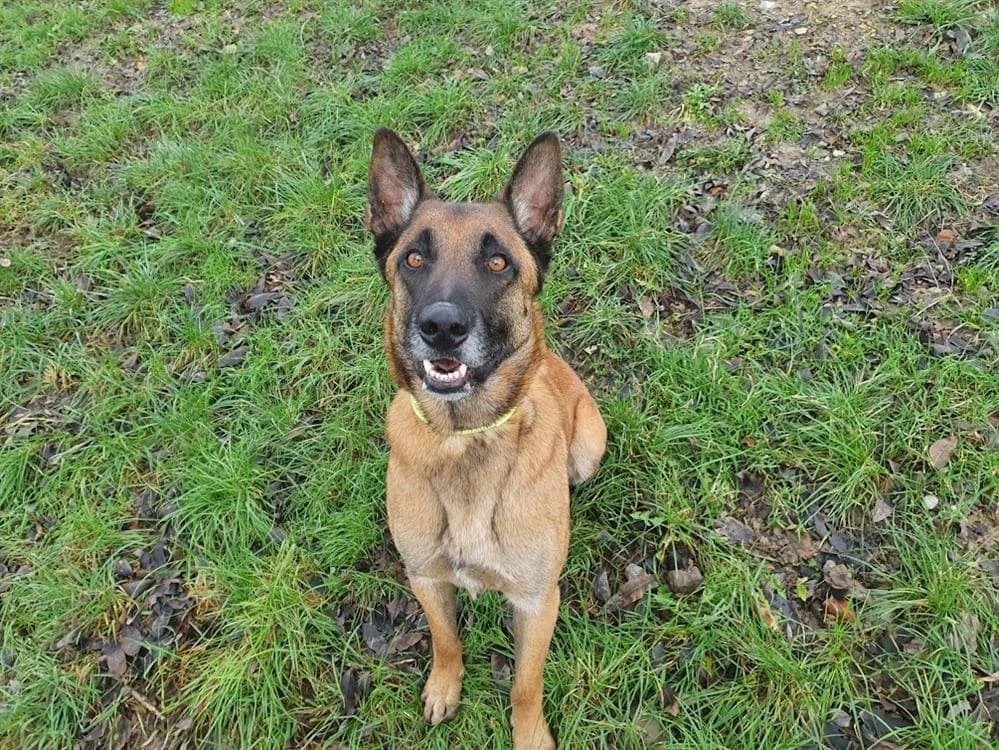 RAPTOR, Belgian Malinois (SPA Le Mans (Yvré-L'Évêque))